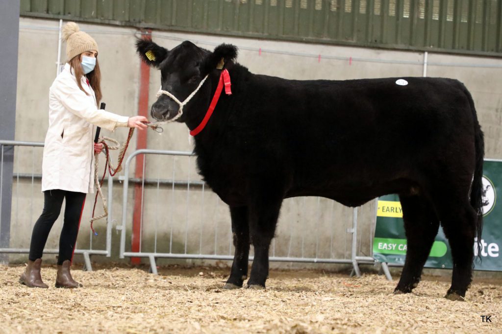 Carrigroe S Lady Jane – Image source: Irish Angus Cattle Society / Tricia Kennedy