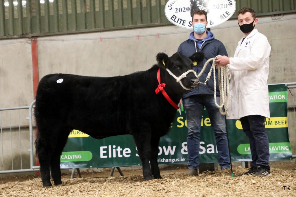 Clooncarne Sassy Lady – Image source: Irish Angus Cattle Society / Tricia Kennedy