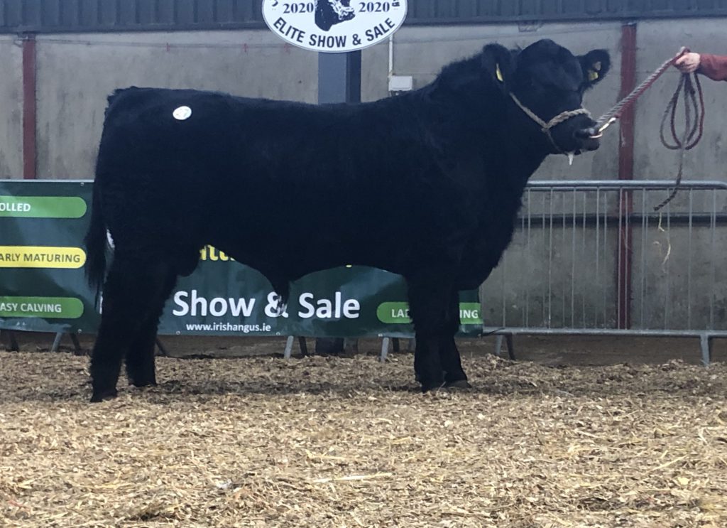 Drumcrow Spectacular