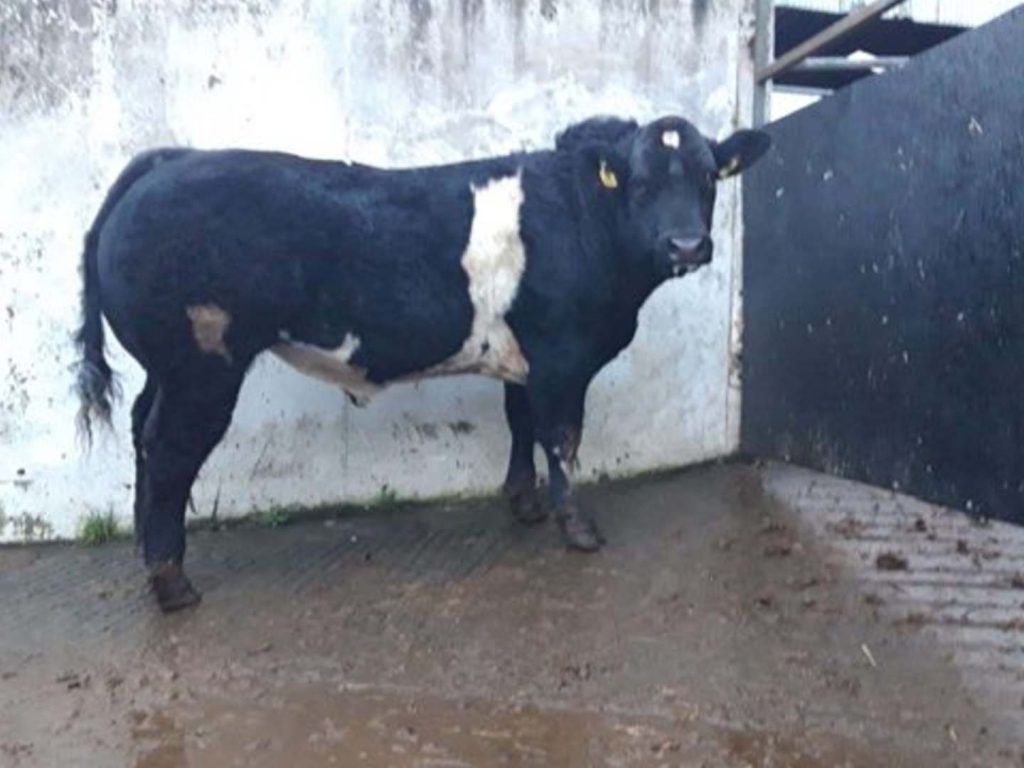Belgian Blue bull sold for €5,700 at Monday's sale