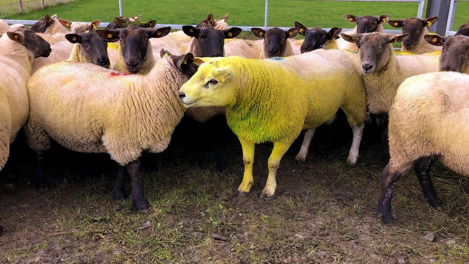 If raddling a ram, it’s important to start off with a light colour and progress to using a darker colour
