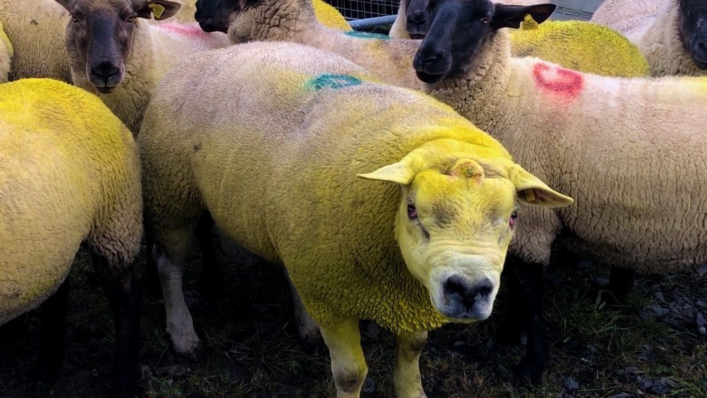 Texel ram during the breeding season at Gurteen Agricultural College