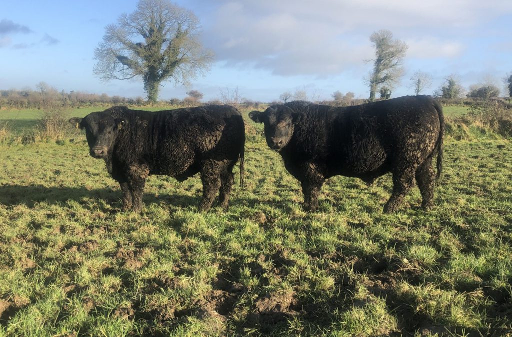 Two embryo bulls born in October 2019