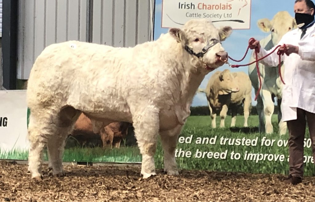 Bostonia Prettyboy (et)