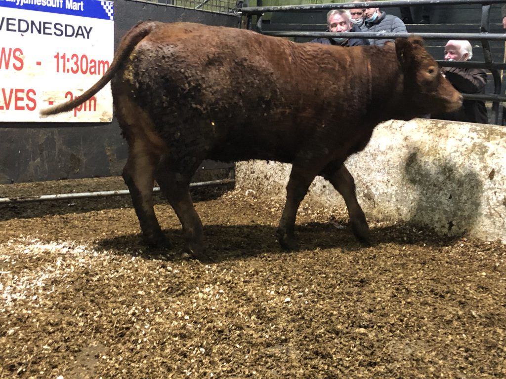 Limousin cow weighing 625kg sold for €1,690 or €2.29/kg