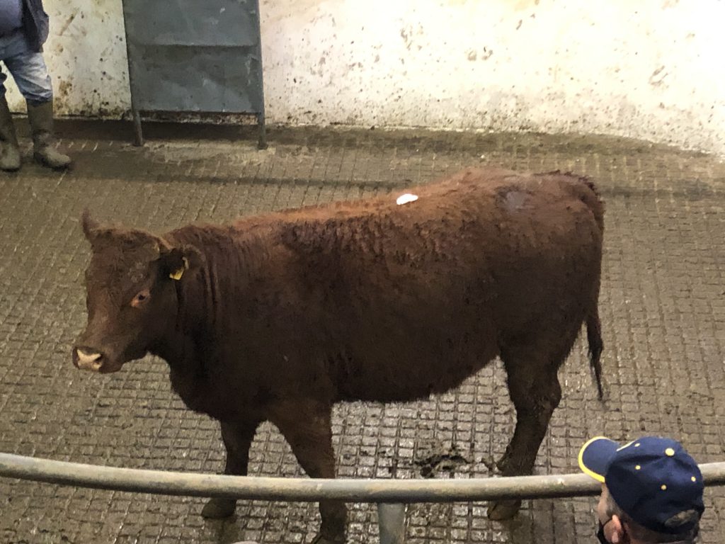 Limousin heifer weighing 500kg sold for €1,050 or €2.10/kg