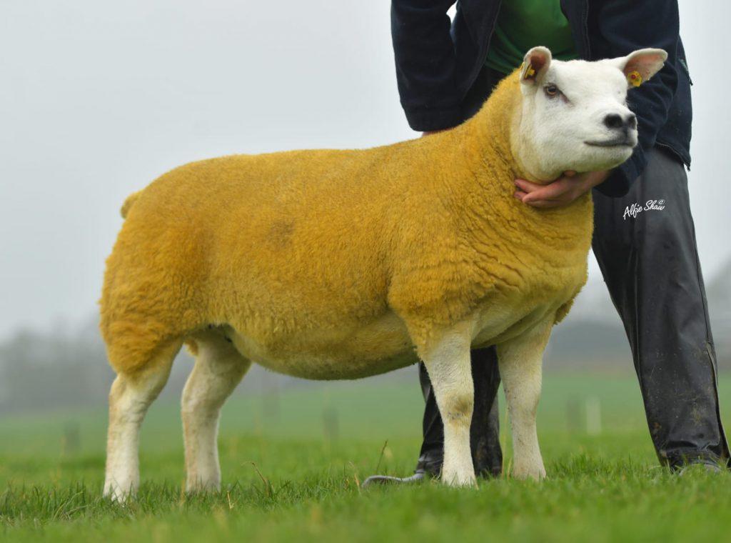 Lot 12 sold by Arthur and Patrick O’Keeffe for €3,000