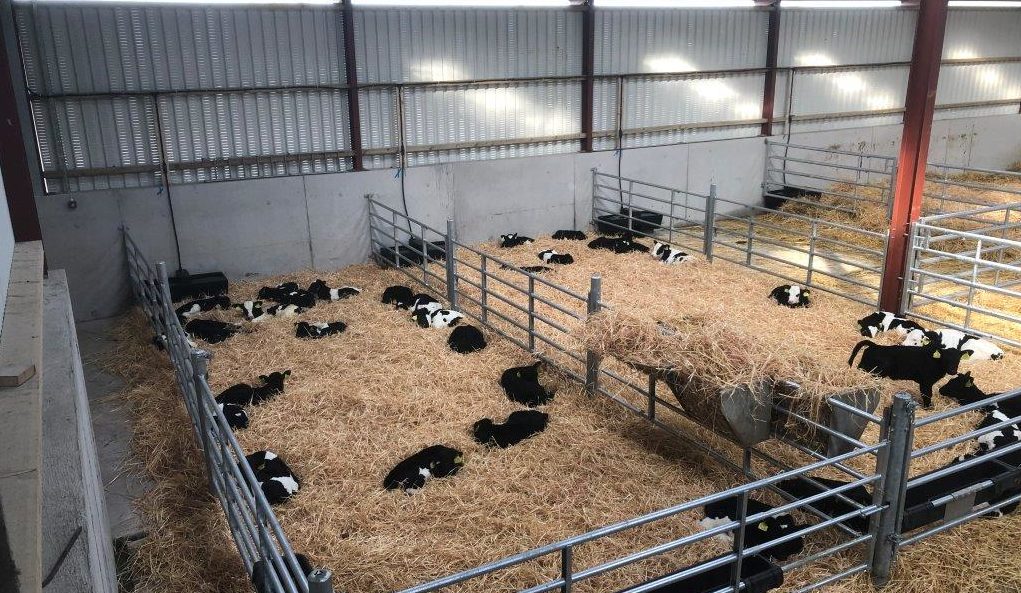 Calves in the shed in spring of 2019