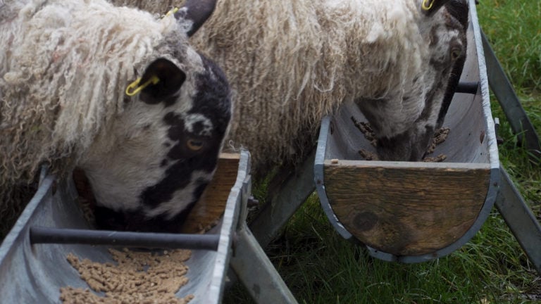 Feeding a large amount of meal post-lambing should be avoided next spring