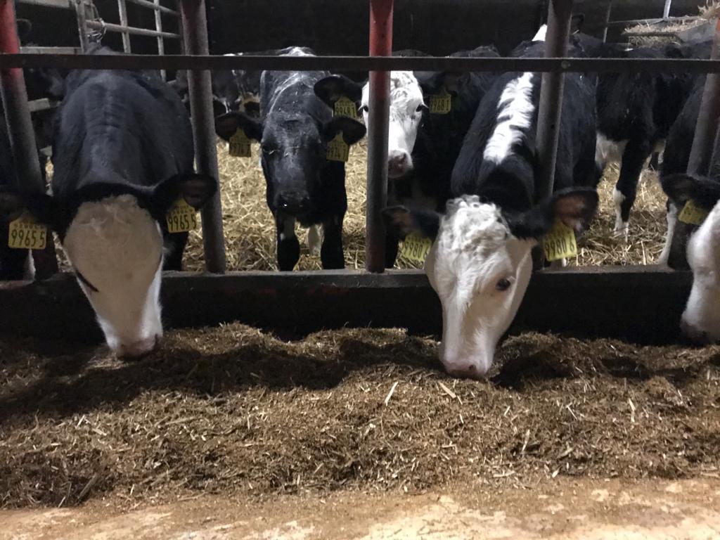 Calves with ad-lib access to KEENAN Mech Fiber calf mix