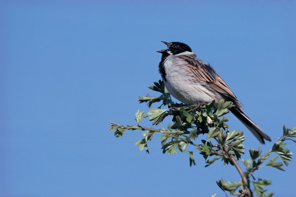Reed bunting, male singing on hawthorn. Image source: Mike Richards, RSBP