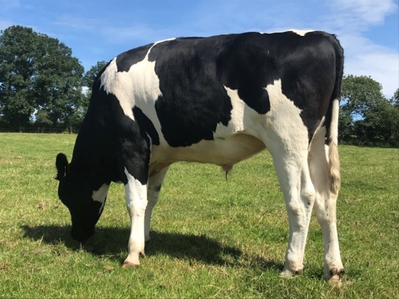 Steer - tag no .41106