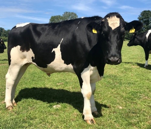 Steer - tag no. 60798