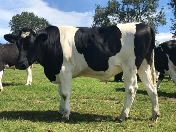 Steer - tag no. ending 70078