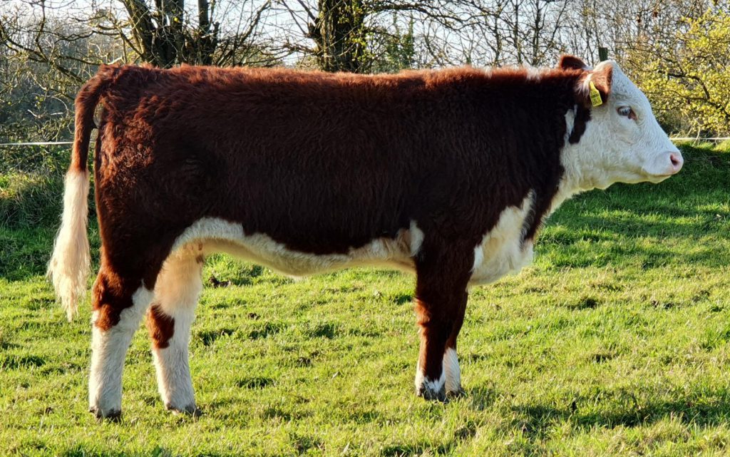 Keenaghpoll 1 Rocket Roxy – Image source: Irish Hereford Breed Society