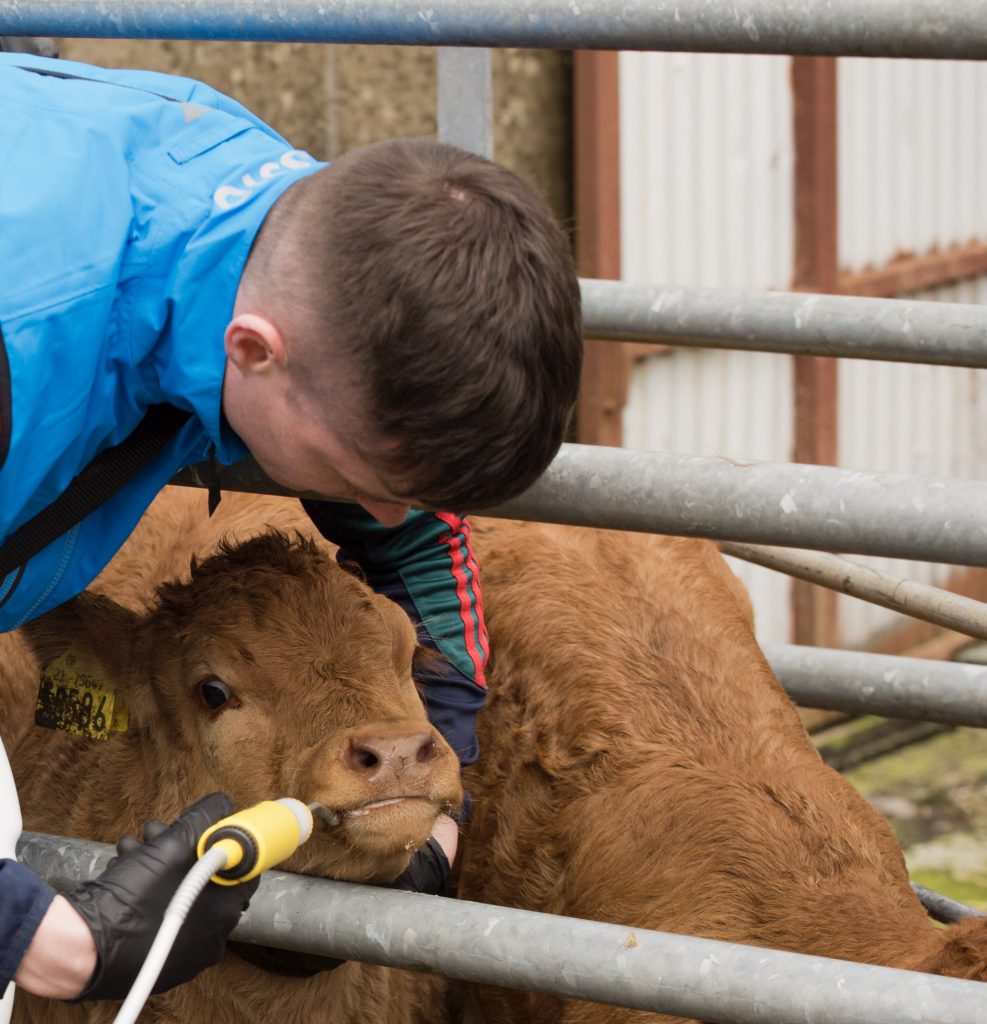 Stephen Coen dosing limousin calves Image source: Twitter