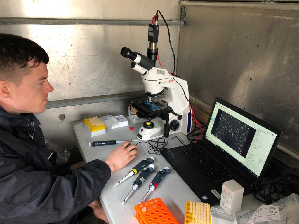 Stephen Coen carrying out fertility analysis on 13-month-old Friesian bulls as part of his PhD studies Image source: Twitter