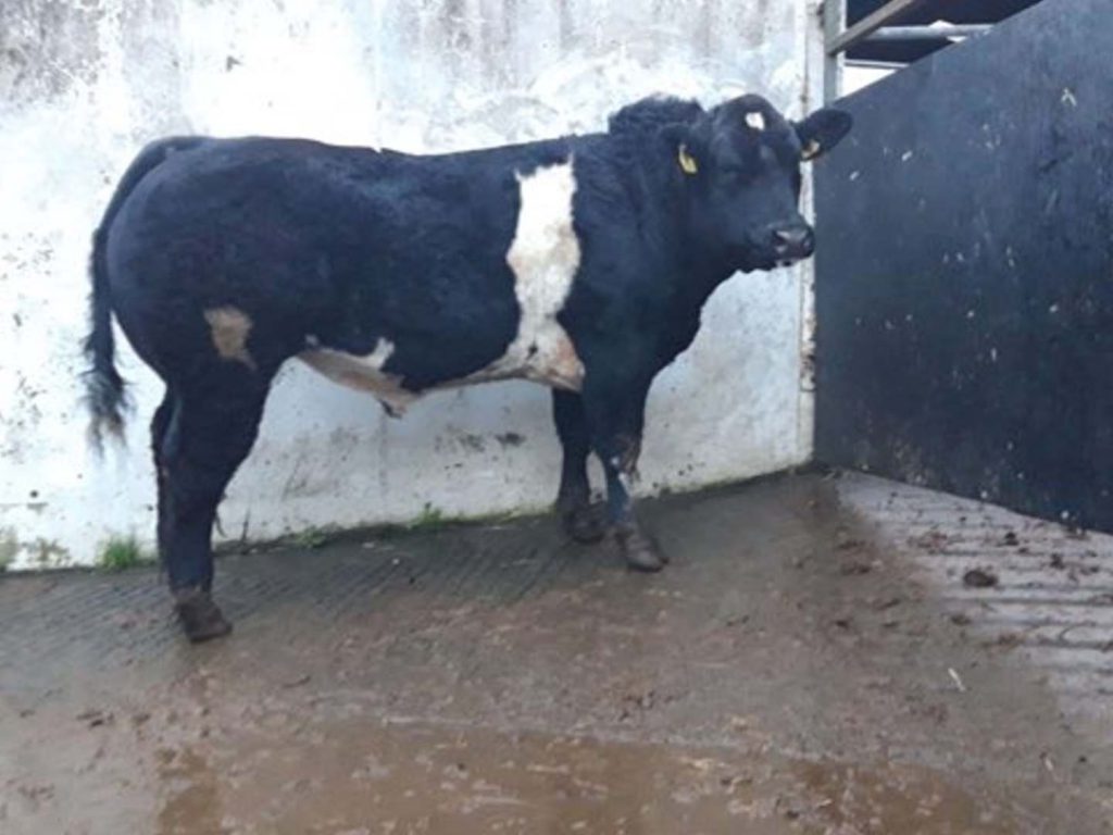 Belgian Blue bull sold for €5,700 at Monday's sale
