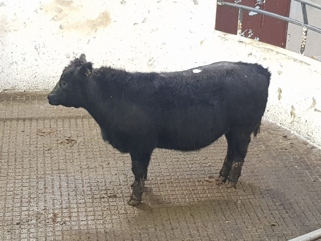 Angus bullock weighing 535kg sold for €1,070 or €2.00/kg