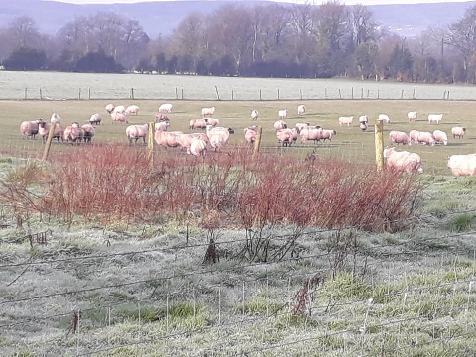 Image source: Laois Dog Pound Shelter