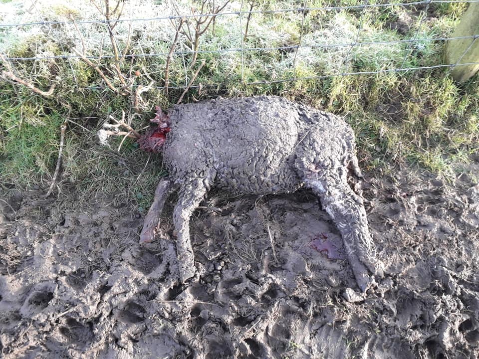 Image source: Laois Dog Pound Shelter