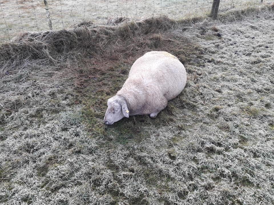 Image source: Laois Dog Pound Shelter