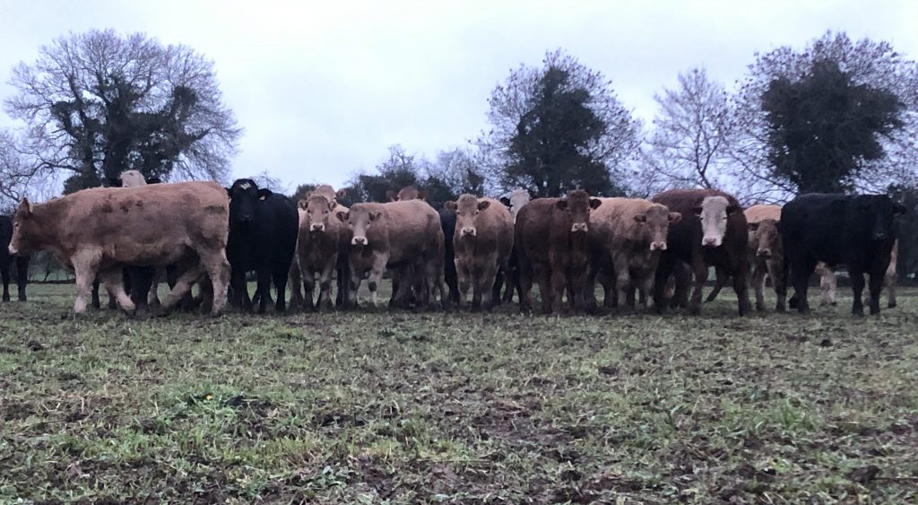Group of 1-2 year-old cattle