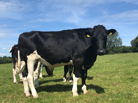 Steer - tag no.10072