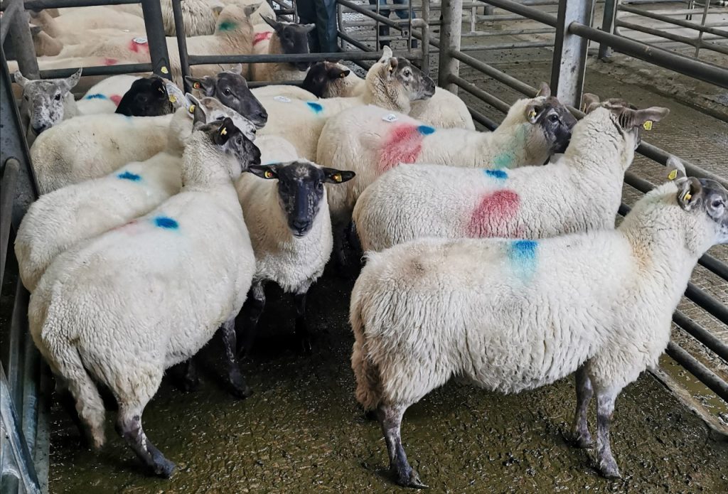 Sheep penned at a recent sale at Baltinglass Mart