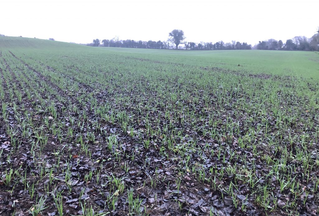 Winter oats crop sown in October