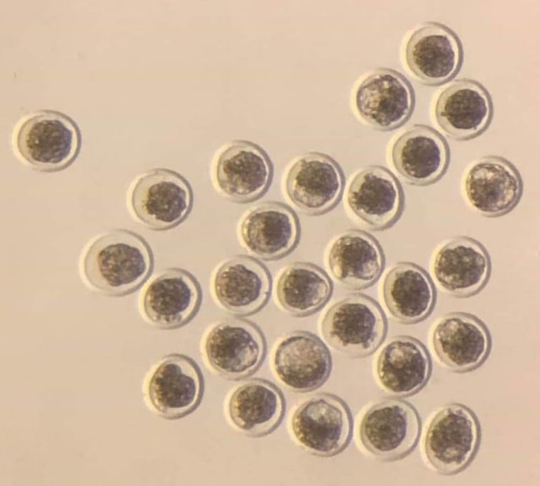 High grading eggs / Image source: Bovi Genetics