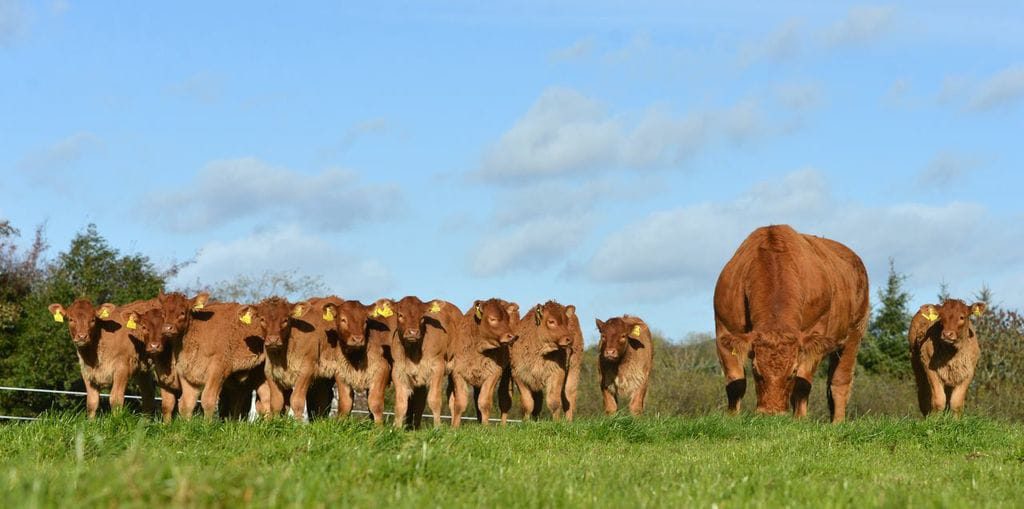A Limousin cow that was flushed by Bovi Genetics and all of her ET born progeny