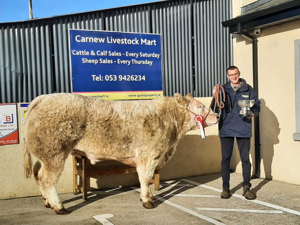 Owen showing his champion bullock recently at Carnew Mart