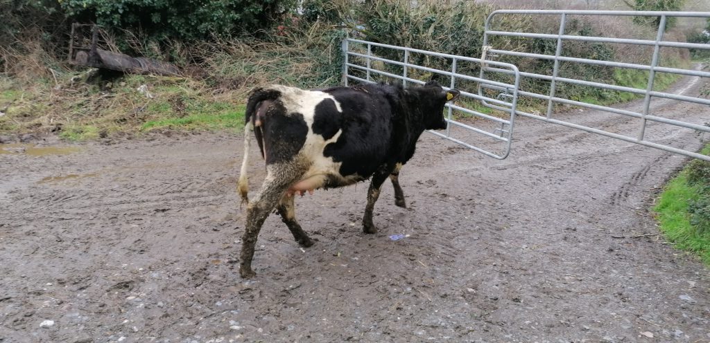 Image source: Ballyjamesduff Mart