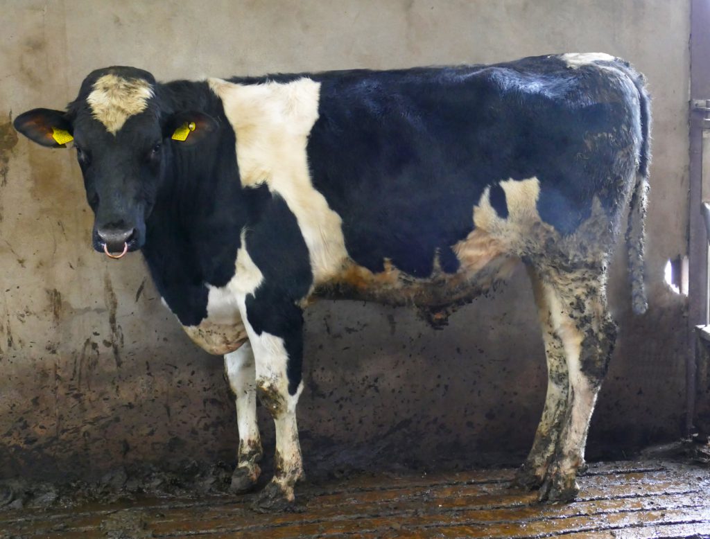 Photo source: Taaffe auctions