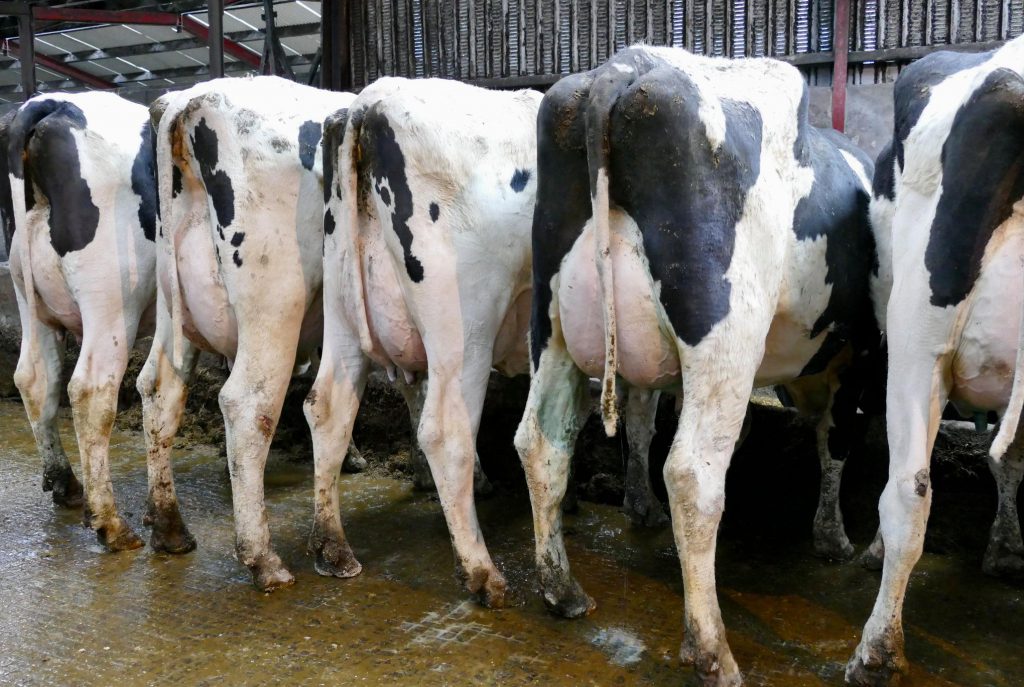 Photo source: Taaffe auctions