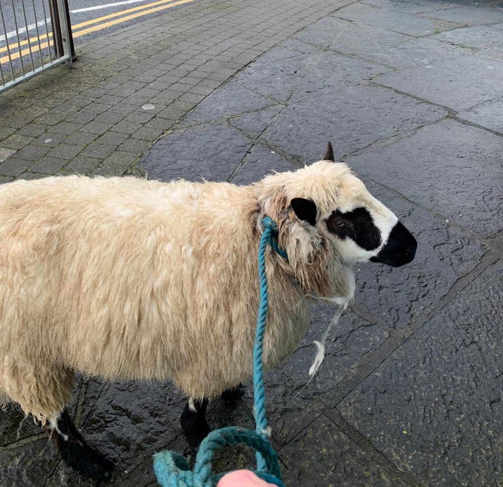 The exhausted ewe being escorted back to her home farm