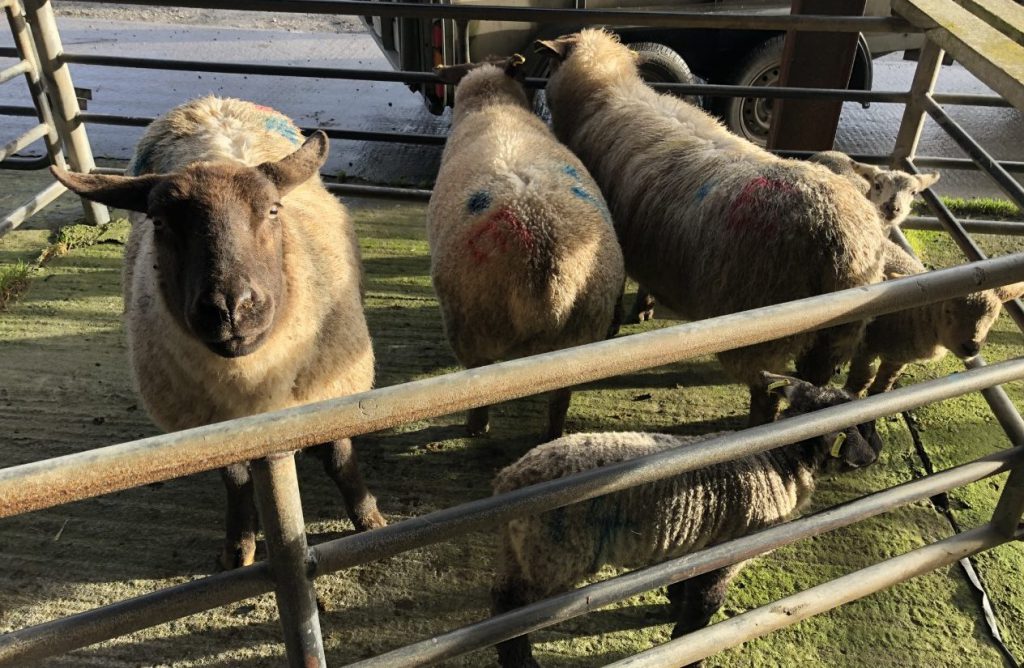 These ewes with single lambs at foot sold for €190/unit