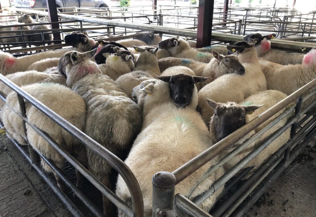 Strong pen of heavy ewes on offer at Loughrea on Thursday