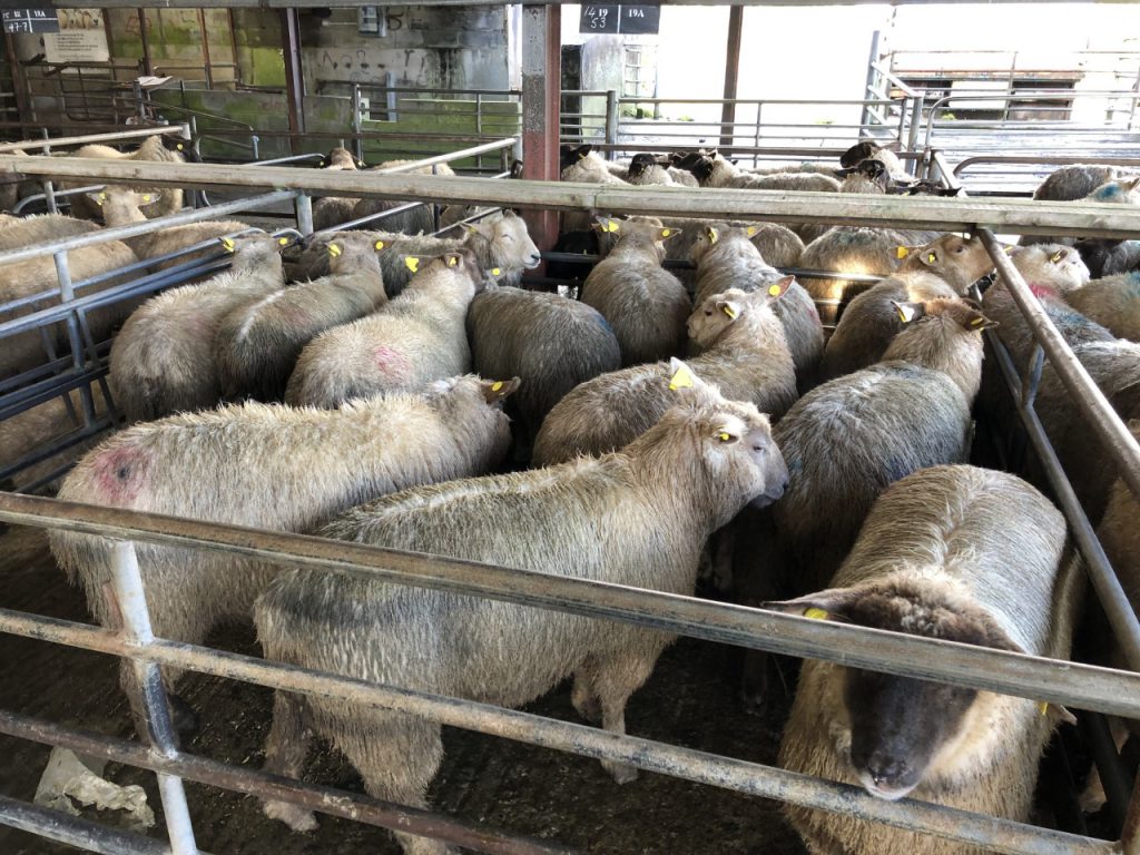 Sale toppers: This pen of 53kg hoggets sold for €140/head