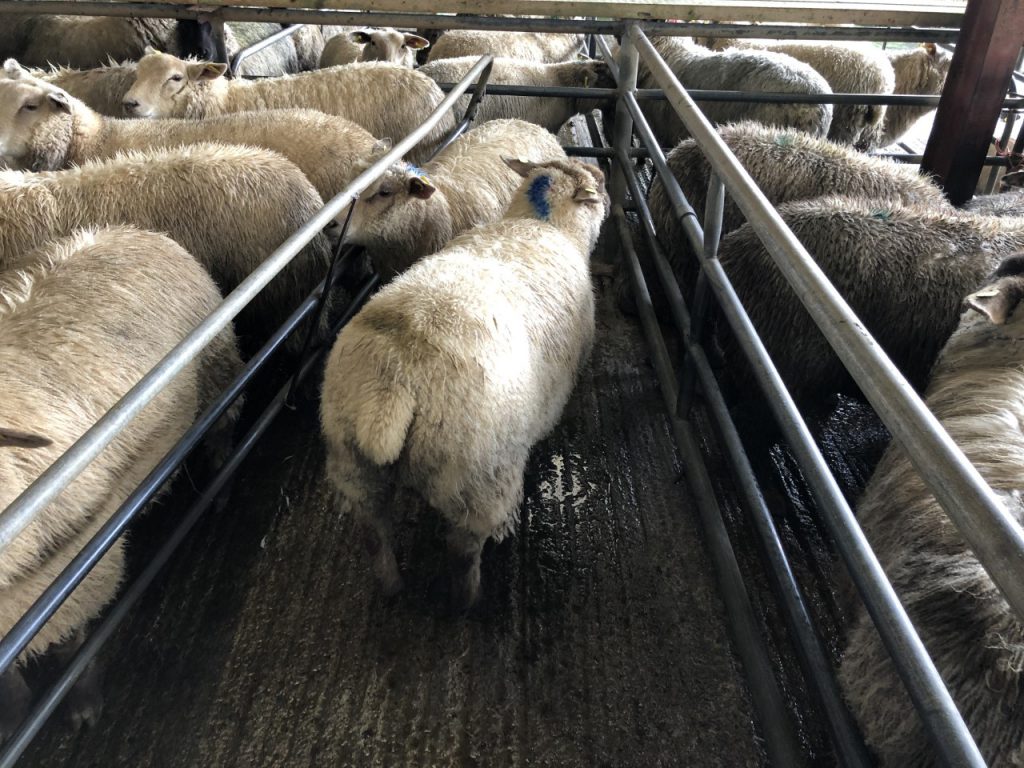 These two 42kg stores sold for €113/head