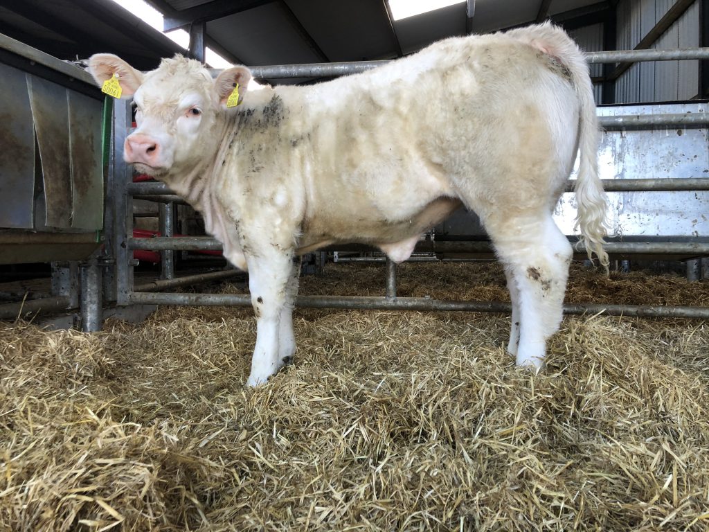 A daughter of Hercules M