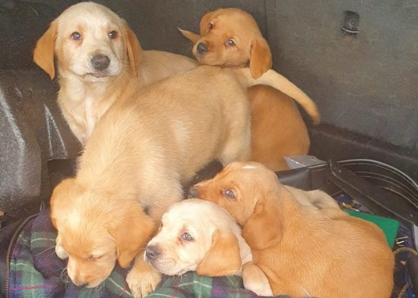 Image source: An Garda Síochána