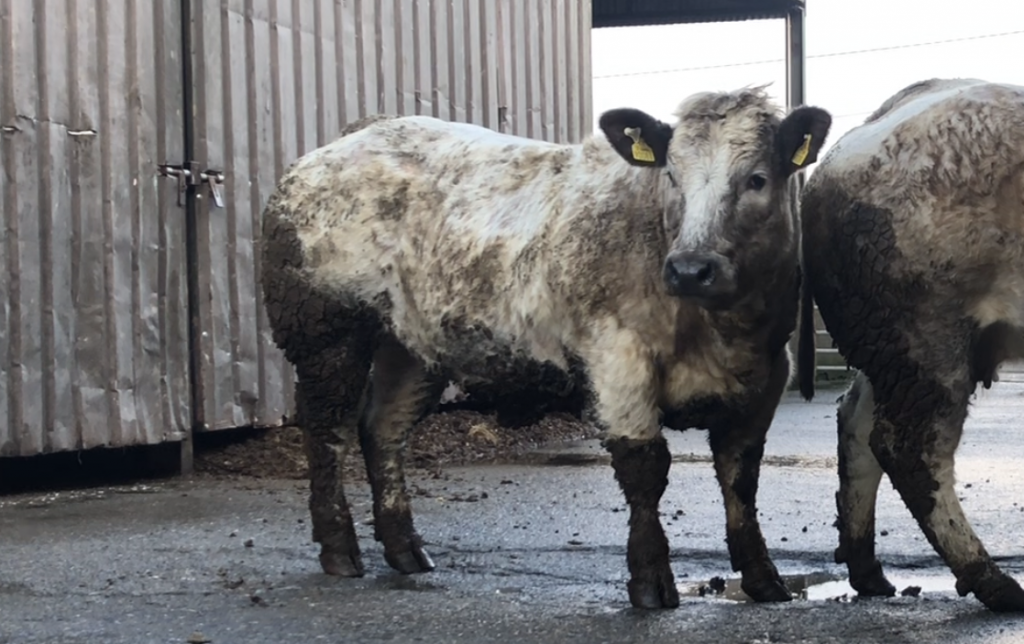 A heifer that is planned to be flushed this spring