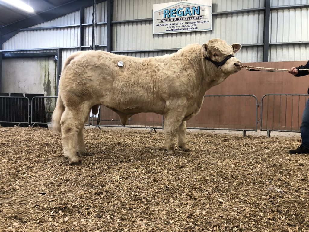 Top priced bull – Coolembley Pablo