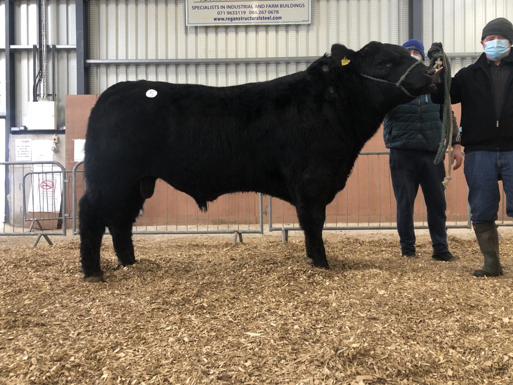 Brideswell Sonny 230