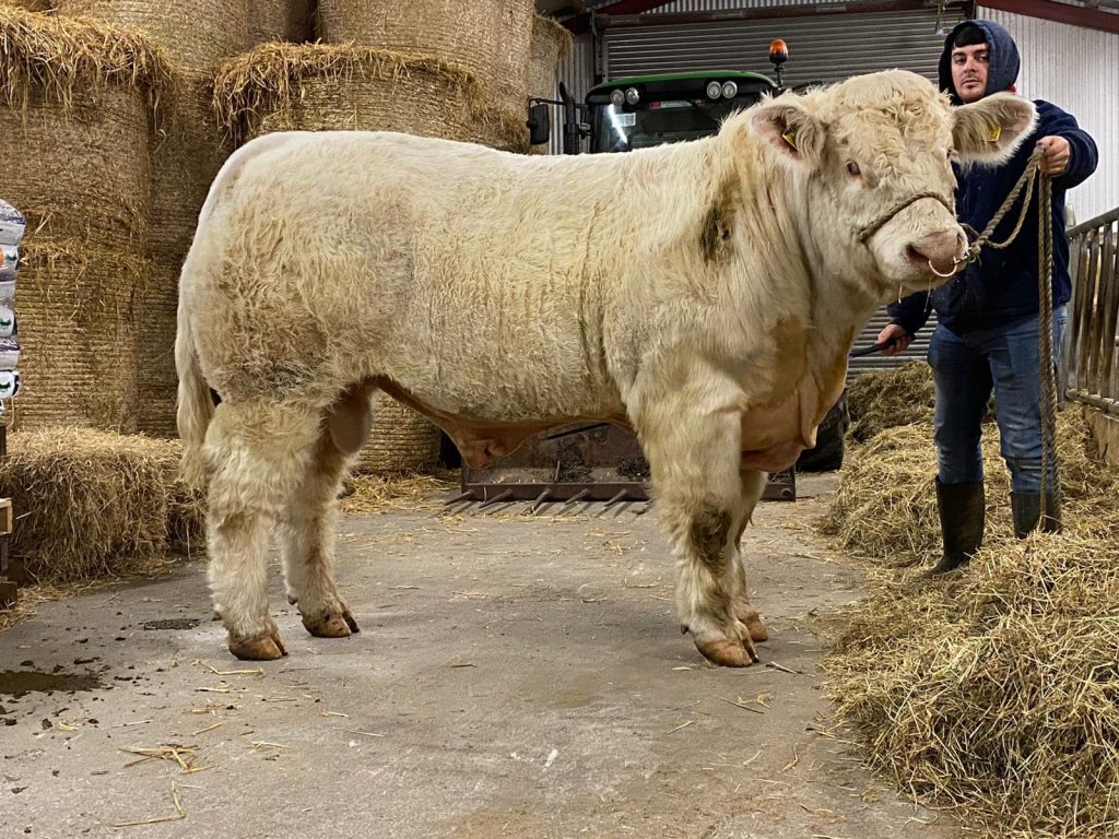 Crossane4 One of a Kind – sold for €6,000