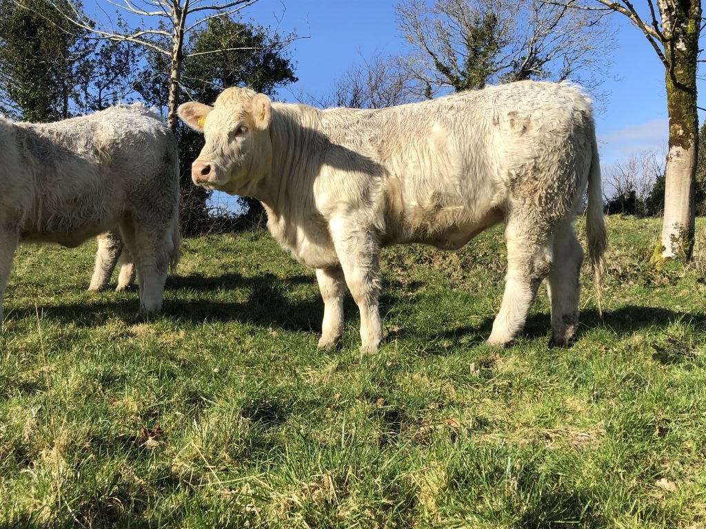 A daughter of Goldstar Echo