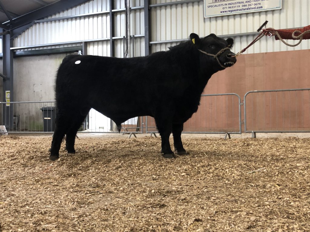 Drumcrow Popeye V773