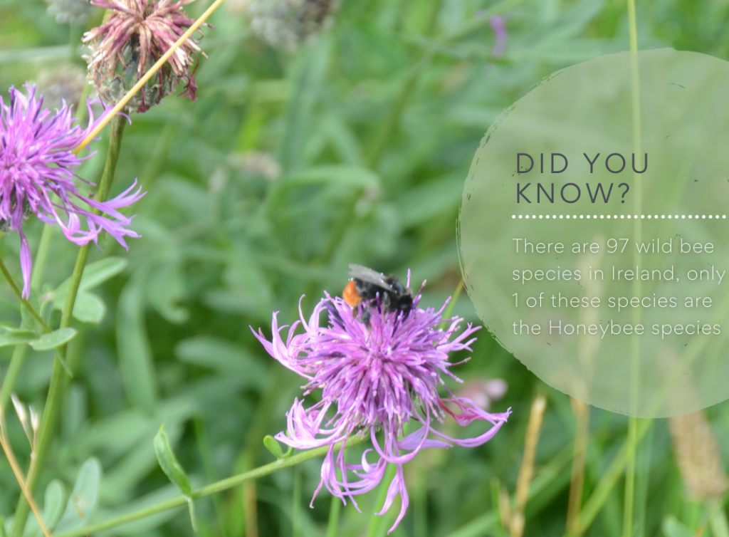 Image: Blooming Native